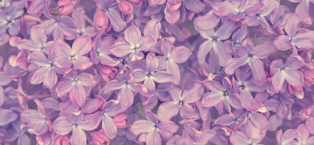 Delicato sfondo floreale saturo luminoso di grandi fiori lilla