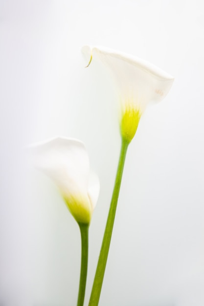 Delicate calla flowers with fragile petals on white background in studio with smoke