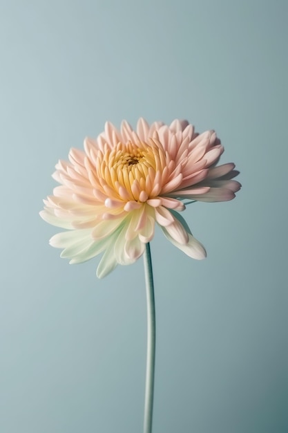 パステルブルーの背景に繊細な菊の花