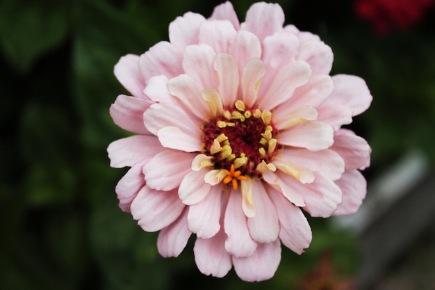 Delicate chrysanthemum looks into the distance