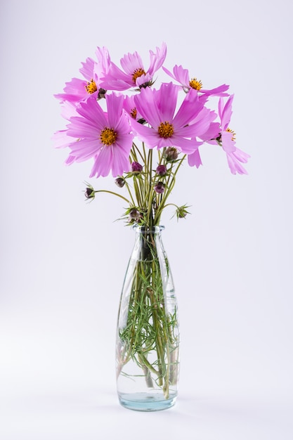 Delicate Cosmos pink flowers in glass vase on white wall