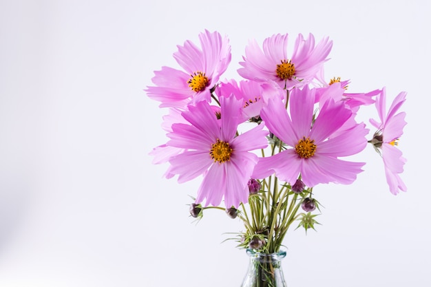 Delicate Cosmos pink flowers in glass vase on white wall