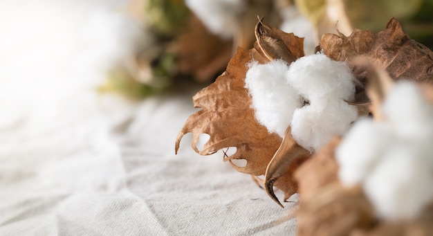 Delicate cotton flowers on white cotton cloth background.Organic cotton clothing idea.