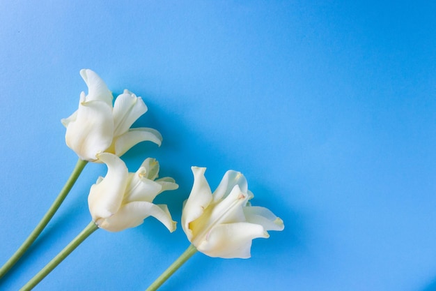 Foto delicato fiore crema su sfondo blu copia spazio