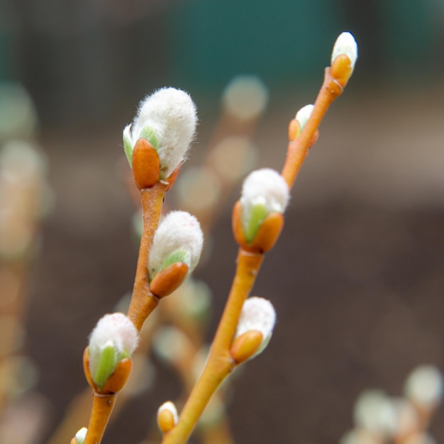 Delicate cute spring blossoming willow sprigs in closeup