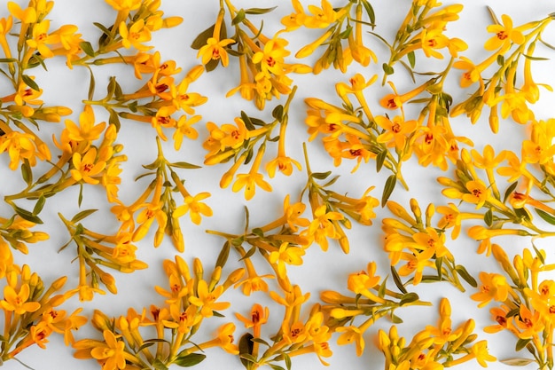 Delicate cute spring floral background of small twigs with orange flowers