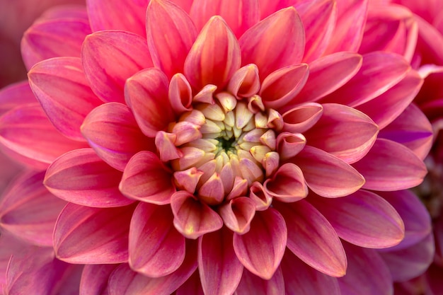 Delicate dahlia flower close up Texture of petals floral pattern Floral card