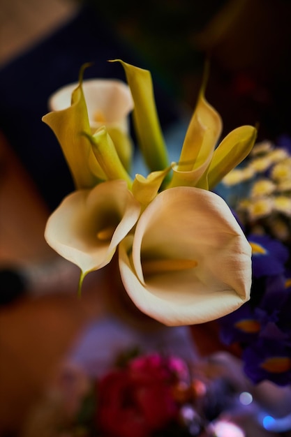 delicate festive bouquet of white callas closeup