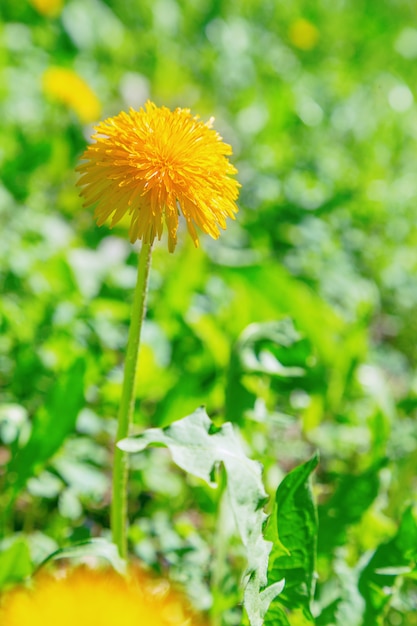 Delicate first spring dandelion flower