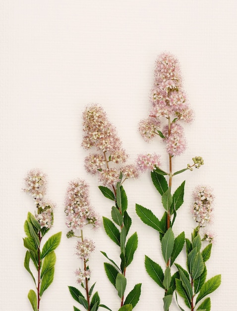 白い紙のフィールド植物からの繊細な花の背景