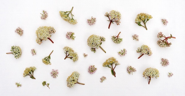 Delicate floral background from field plants on white paper