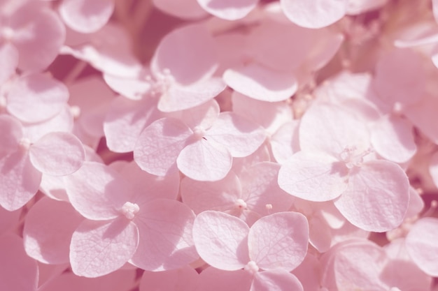 淡いピンク色の繊細な花の背景。ソフトフォーカスで自然のクローズアップにアジサイの花。