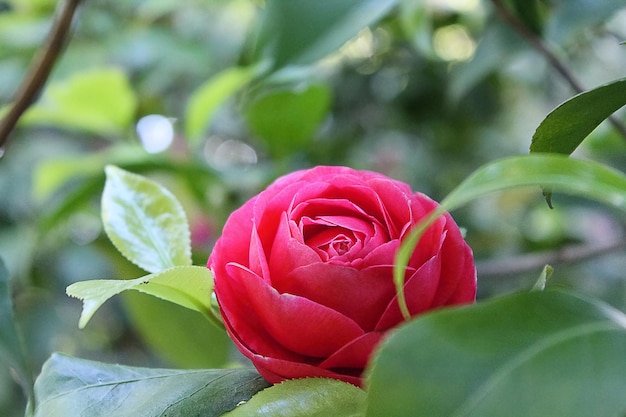 Delicate flower camellia.