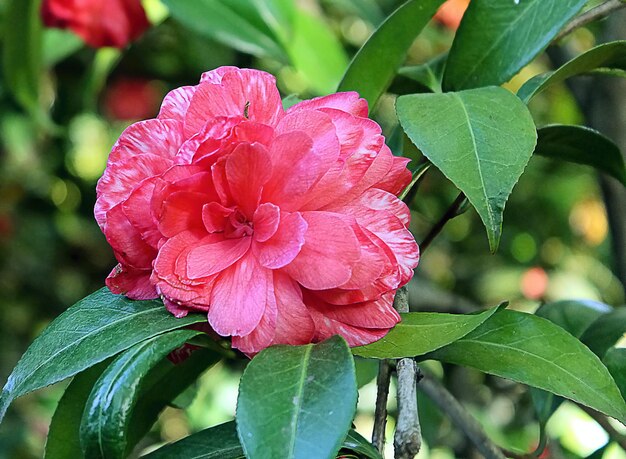 Delicate flower camellia.