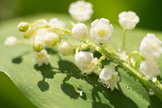 Delicate flower lily of the valley with drops of water, sunrise closeup.