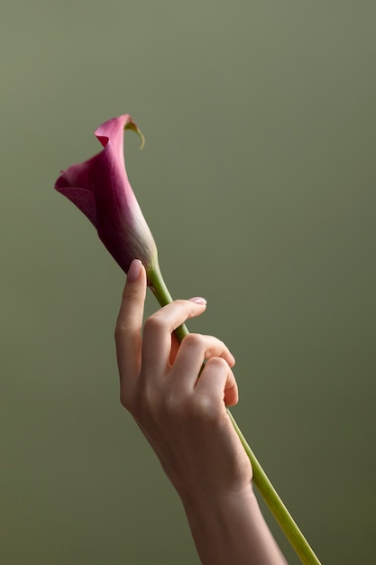 写真 繊細な花の写真