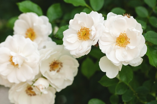 Нежно цветущий куст с розами и шиповником, белого цвета