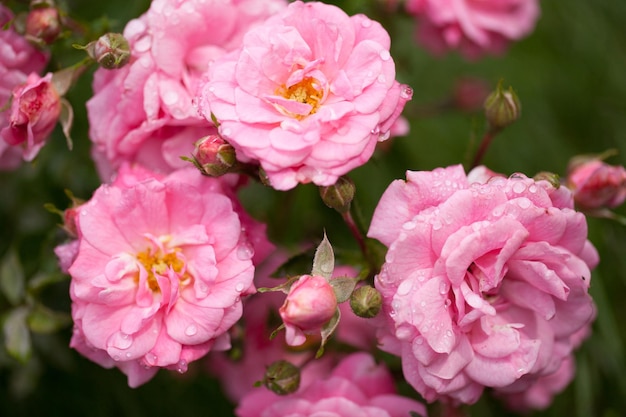 Delicate flowering shrub with roses and wild rose