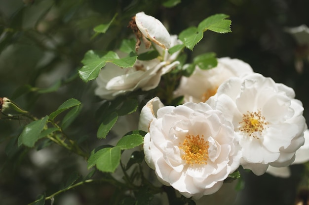 Arbusto da fiore delicato con rose e rosa canina