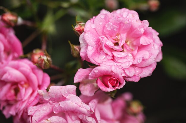 Нежно цветущий куст с розами и шиповником