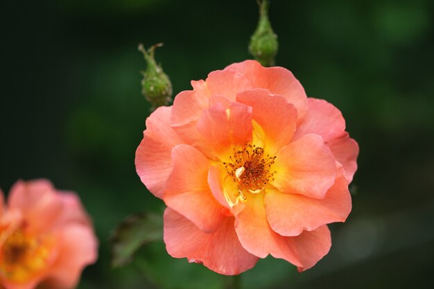 Delicate flowering shrub with roses and wild rose