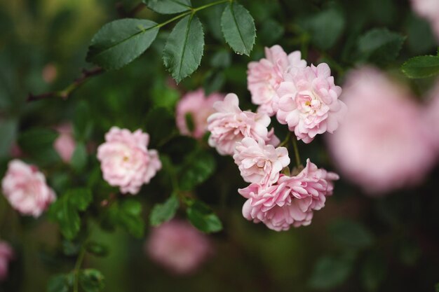 Delicate flowering shrub with roses and wild rose