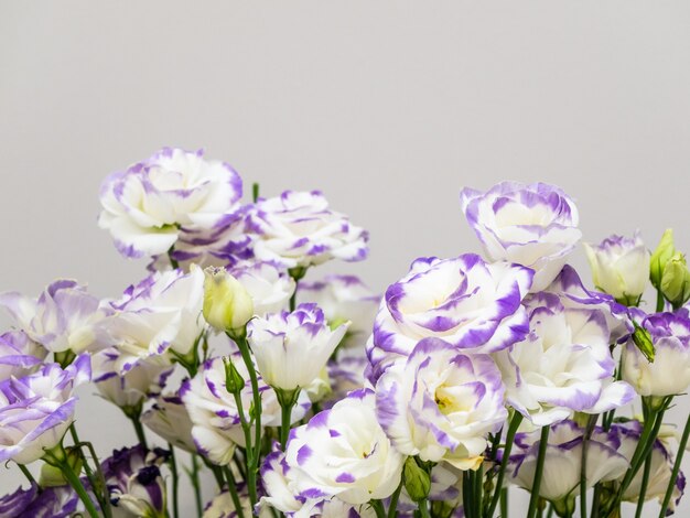 섬세한 꽃 Eustoma 흰색과 보라색 색상 복사 공간.