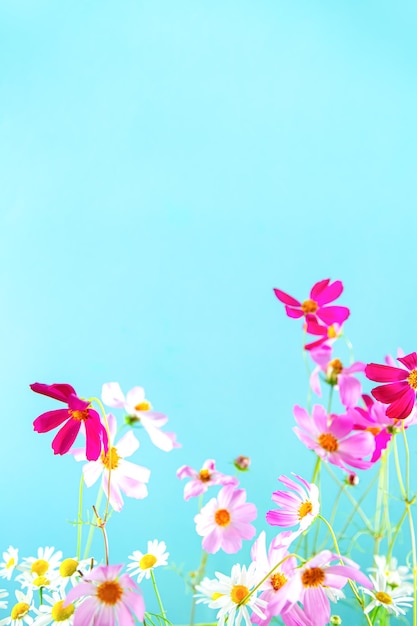 Foto delicati fiori di kosmeya rosa su sfondo blu messa a fuoco selettiva morbida