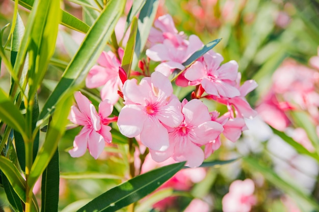 Delicate flowers of pink oleander nerium oleander bloomed in
summer shrub small tree garden plant natural beautiful
background