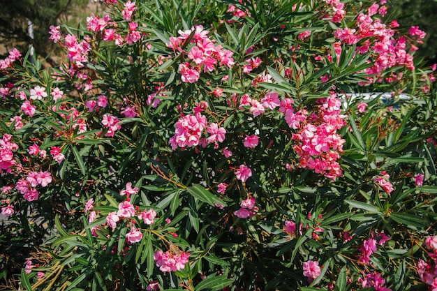 Delicate flowers of pink oleander nerium oleander bloomed in
summer shrub small tree garden plant natural beautiful
background