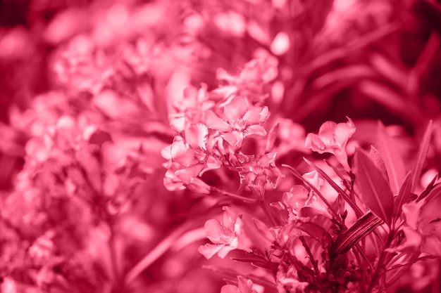 Нежные цветы розового олеандра Nerium oleander зацвели летом Кустарник маленькое дерево садовое растение Тонированный фон в цвете 2023 Viva Magenta