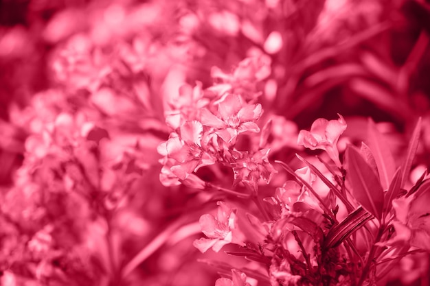 Delicate flowers of pink oleander Nerium oleander bloomed in summer Shrub small tree garden plant Tinted background in the color of 2023 Viva Magenta