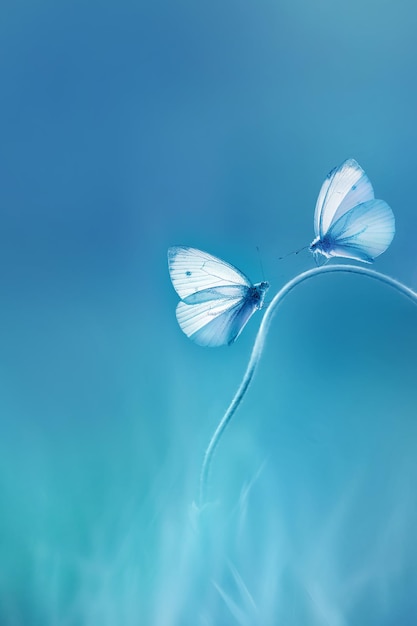 Photo delicate fragile butterflies on a blue background summer minimalist image