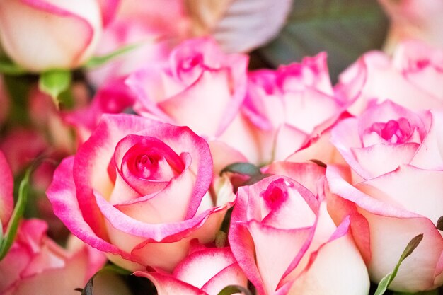 Delicate fragrant pink roses on lush bushes in the garden