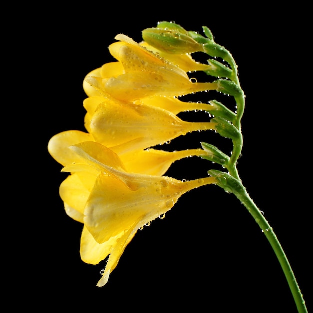 Delicate freesia bloem op zwarte achtergrond