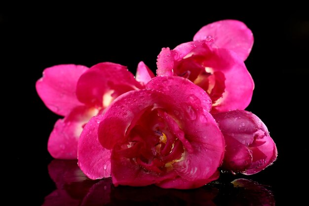 Delicate freesia flower on black background