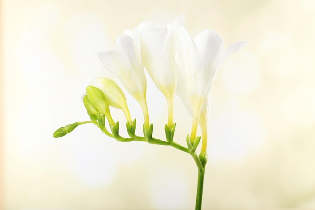 Delicate freesia flower on bright background