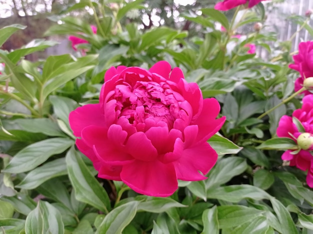 Delicate fresh beautiful flowers on the background green foliage peonies in  the garden | Premium Photo