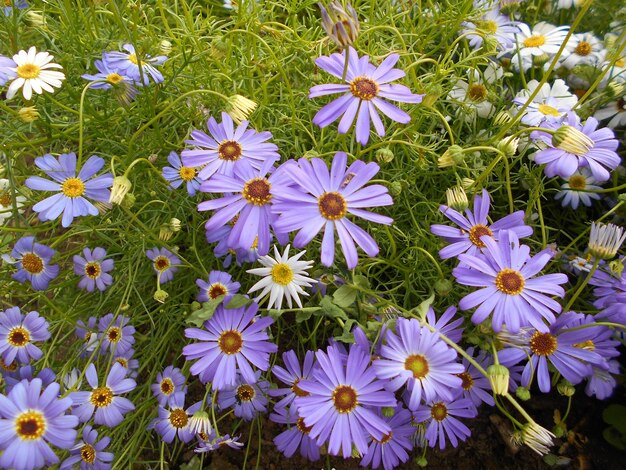 庭の繊細で新鮮なライトライラックの花ネメシア