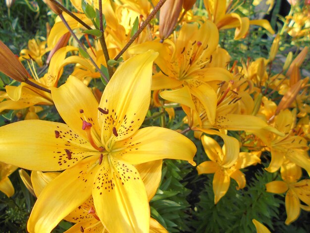 정원에서 섬세하고 신선한 밝은 노란색 꽃 백합