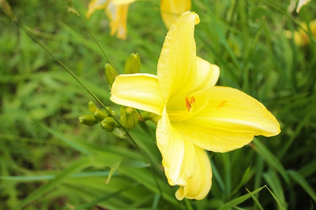 Delicate gele lelie heeft veel interessant nieuws gehoord van haar vriendinnen