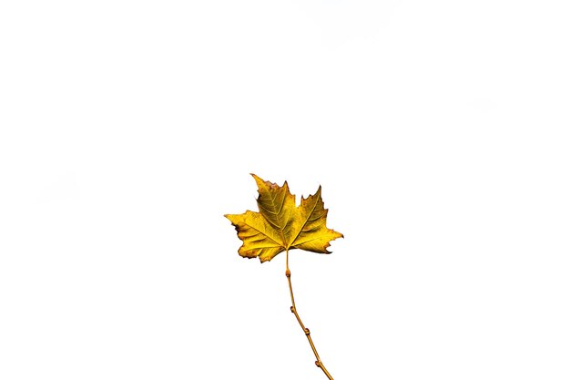 Photo delicate golden autumn leaf on a light background in minimalism closeup