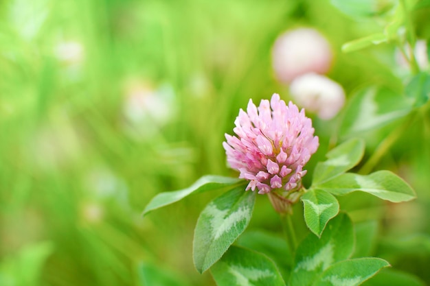 delicate green background with pink clover