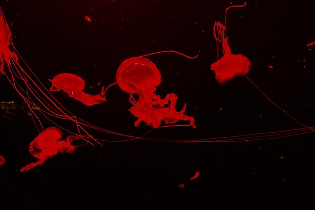 Photo delicate jellyfish floating in black water in an aquarium creating an interesting background