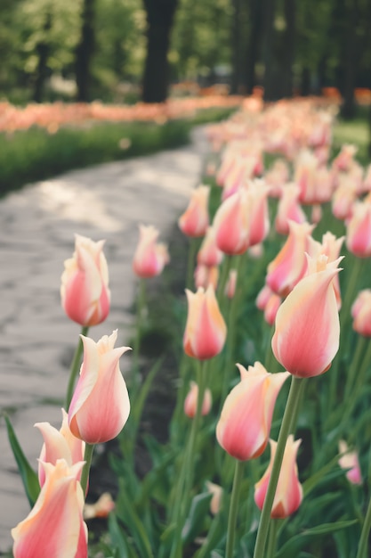 Delicate light tulips vertical 