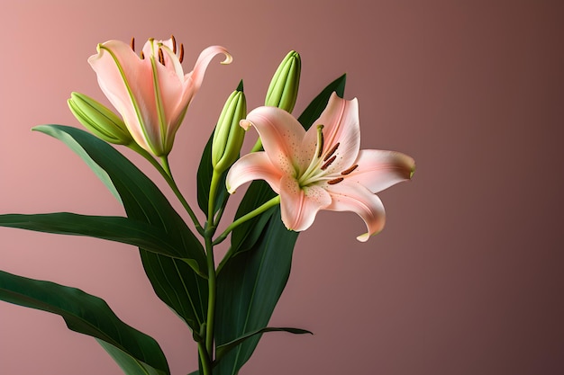 Delicate Lilies and Text Area