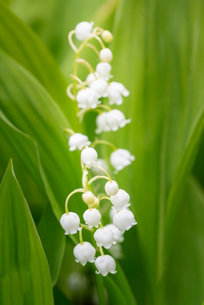 Delicate lilies of the valley blooming in spring.