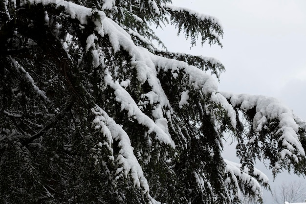 降雪後の雪解けで覆われた茂みの繊細なミモザの花