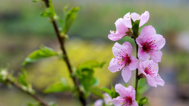 Delicate mooie bloeiende takjes perzik of nectarine in het voorjaar