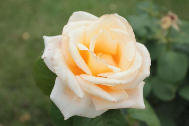 Delicate pale orange rose opened its bud after a warm summer rain